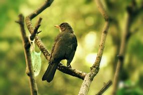 Thrush Garden Bird