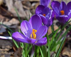 Crocus Flower Blossom