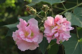 Flower Outdoor