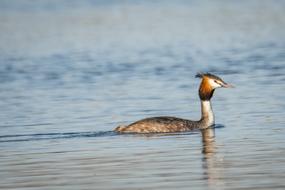 Great Crested Grebe Bird