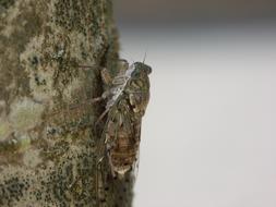 Cicada Insect According To Close