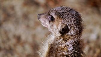 Meerkat Timon Nature
