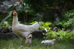 Animal Animals Chicken