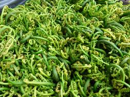 green exotic plants