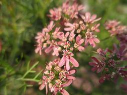 little flowers on a bush