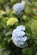 white flower with a bushy appearance
