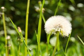 Summer Dandelion Nature