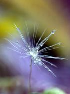 Dandelion Drops Macro