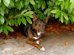 Dog Shepherd Mix Diabolic