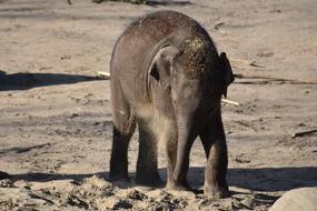 Baby Elephant Young Animal