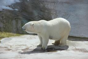 Bear White Zoo