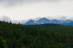 forest with mountains in the back