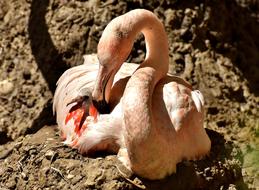 Flamingo Young Chicks bird