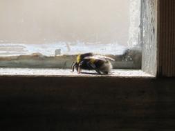 Window Bumble-Bee Insect