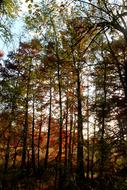 Forest Trees Autumn