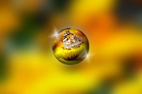 butterfly in a raindrop