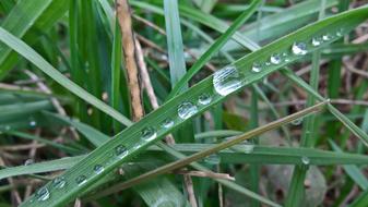 big drops on the grass