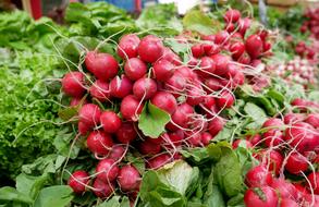 Juicy radish with roots