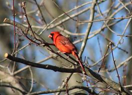 Bird Cardinal