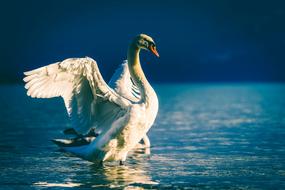 Swan Bird Wildlife