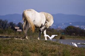 Horse Wild Animal