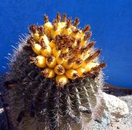 wild desert cactus