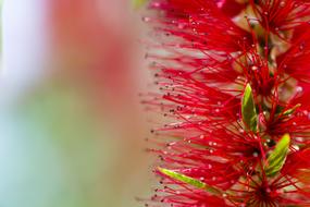 African Flower Macro Photography