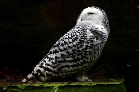 Snowy Owl Animal Feather