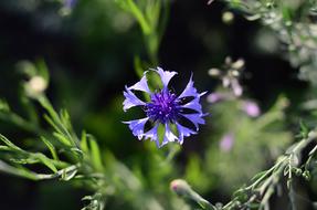 Centaurea Flower Flowers