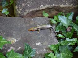 Five-Lined Skink Reptile