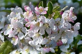 Blossom Bloom Pink White Apple