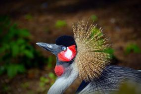 Grey Crowned Crane Bird