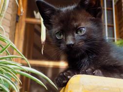 Cat Black Pet