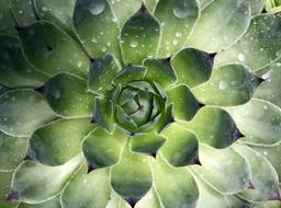 Singapore Succulent Plant