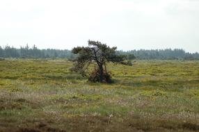 big tree in the field alone