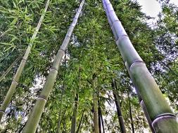 tall flowering bamboo