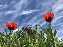 Red poppies in the grass against the sky