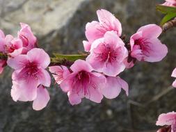 Almond Blossom Spring Pink