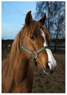 Horse Portrait Head