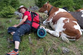 Man and cow