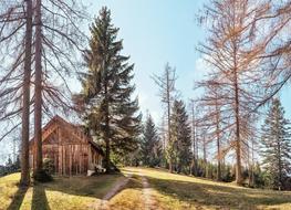 green trees in the forest outside the house