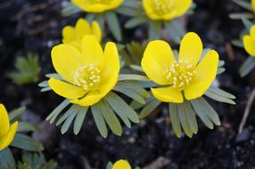 yellow flowers in grandma garden
