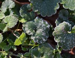 Frost On Leaves Spring Leaf