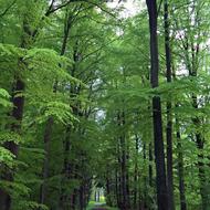 Forest Leaves Green