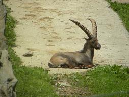 horned animal lies