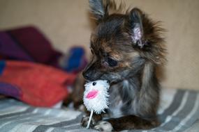 Chihuahua Dog Puppy