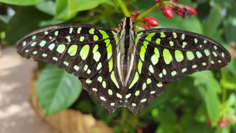 Insect Butterfly Animal