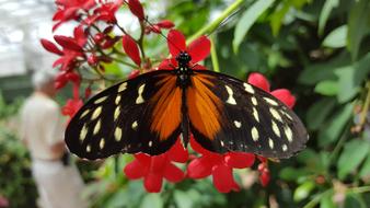 Insect Butterfly Nature