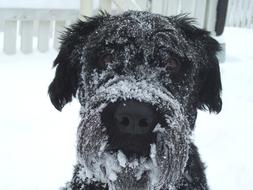 Close up of a dog in the snow