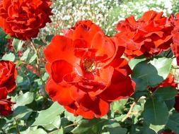 Rose Flower Red
